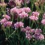 Seminte profesionale Limonium sinuatum - Flori de pai - imagine 48764